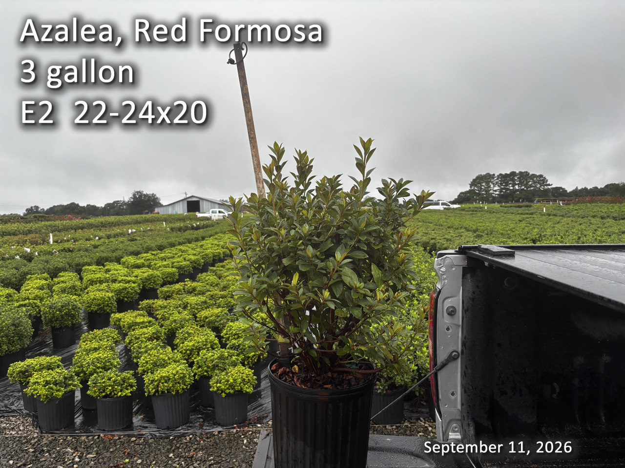 gallery/rf3 e2 sept10.jpg